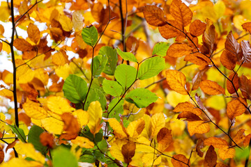 Colorful autumn leaves background