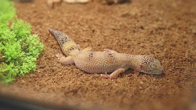 Cute leopard gecko or eublepharis macularius lies and sleeps in a terrarium.