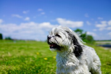 晴れの中空を見上げる可愛い犬 © K. Harakawa
