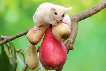A young albino sugar glider eating a pink malay apple. This mammal has the scientific name Petaurus...