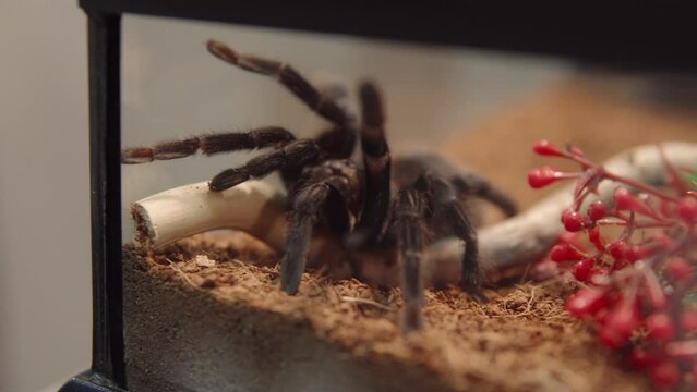Pterinopelma sazimai known as the Brazilian blue or Sazima's tarantula in terrarium. 