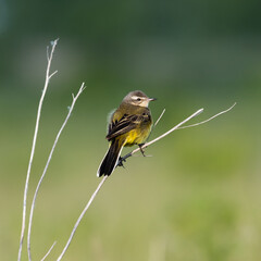  Yellow wagtail lat.Motacilla flava