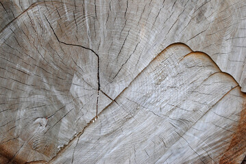 Fototapeta premium Rough Surface of Sawn Tree Trunk in Close Up 