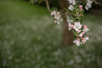 Apple tree branch with white pink flowers on blurred bokeh background. Closeup outdoors at spring time. Spring bloom.