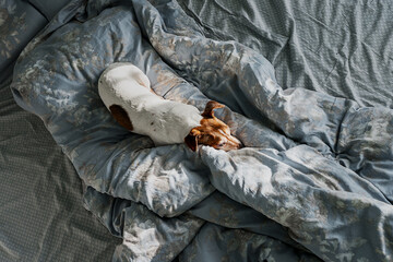 Small cute dog sleeping in bed lying on blanket top view. Pets and animal life concept.