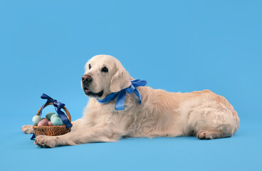 Adorable dog with Easter eggs in basket on color background