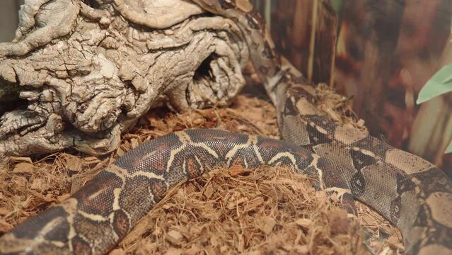 Close-up of a Boa constrictor or common boa, red-tailed boa - non-venomous, heavy-bodied snake. 