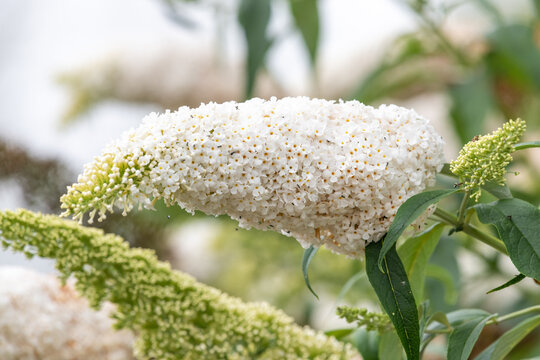lose up of a flower on a butterfly bush (buddleja davidii)