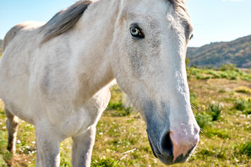 Closeup portrait of beautiful white horse with blue eye.  White mare grazing grass in a pasture.