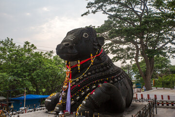 350 year old monolithic statue of Nandi (Bull) God, Chamundi Hill, Mysore, India. South Indian Temple, Hindu religious place. Mysore Maharaja.