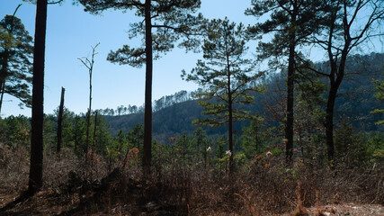 Mountain pines , foreground and background