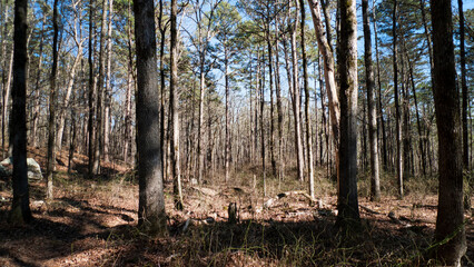 Forest scene in a hardwood forest