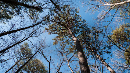 Treetops Arkansas Pine and hardwood trees