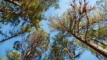 Treetops Arkansas Pine trees looking up to the sky