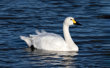 Bewick swan on the water