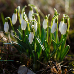 Beautiful first flowers snowdrops in spring forest. Tender spring flowers snowdrops harbingers of warming symbolize the arrival of spring. 