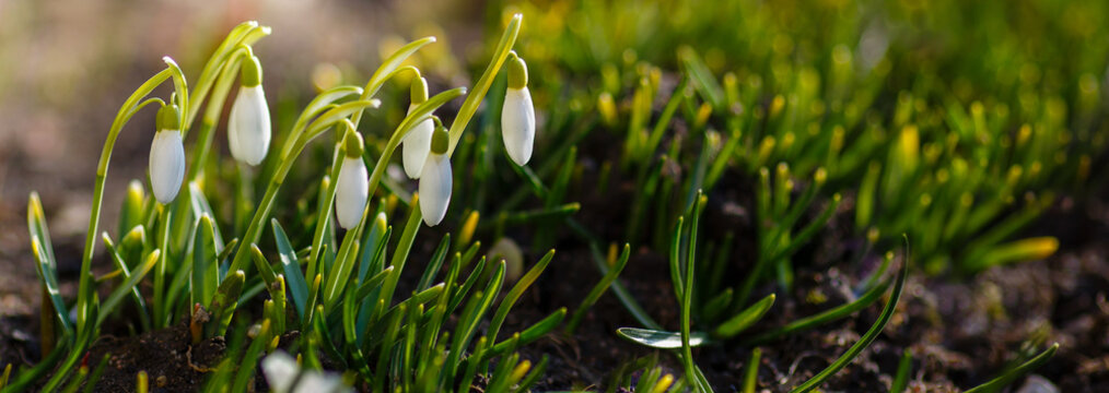 A spring background with blooming snowdrops. White early spring flowers, snowdrops, close up. Natural wallpaper. Floral background.