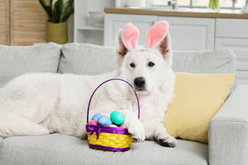 Funny white dog with bunny ears and Easter eggs in basket lying on sofa at home