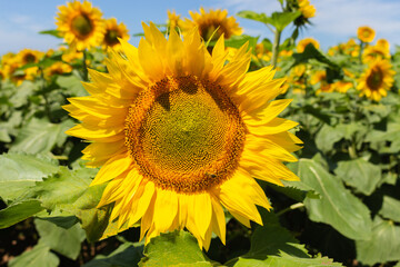 Bees collecting sunflower nectar. Bumblebee and honeybee on yellow sunflower in the summertime. Bee...