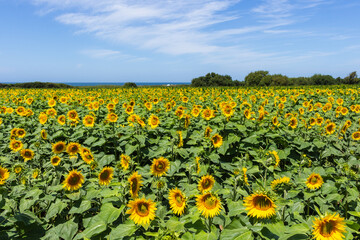 Large yellow sunflowers bloomed on a farm field in summer at Carreco, Viana do Castelo, Portugal....