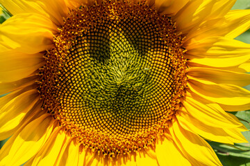 Large yellow sunflowers bloomed on a farm field in summer. The agricultural industry, production of...