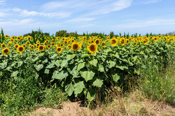 Large yellow sunflowers bloomed on a farm field in summer at Carreco, Viana do Castelo, Portugal. Agricultural industry, production of sunflower oil and honey.