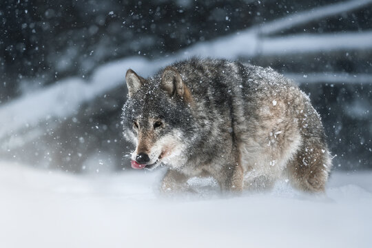 Atmospheric artistic photography. An adult gray wolf wanders through a winter snowy forest. Full-length close-up portrait. European wolf in its natural habitat.