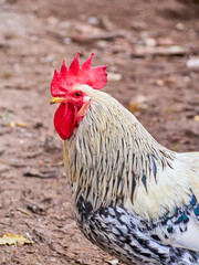 Closed portrait of domestic animal. Rooster in a pen, vertical view