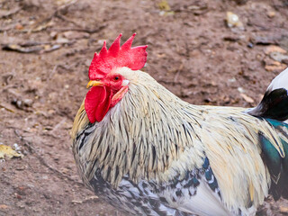 Closed portrait of domestic animal. Rooster in a pen, horizontal view