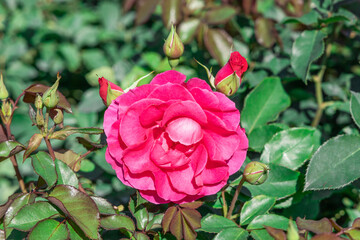 Pink rose with green leaves in natural garden.