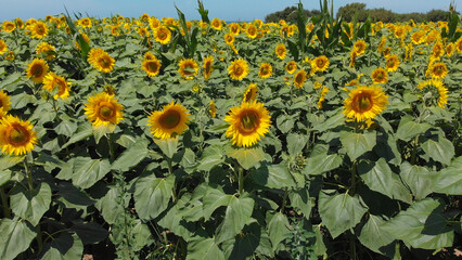 Large yellow sunflowers bloomed on a farm field in summer at Carreco, Viana do Castelo, Portugal....