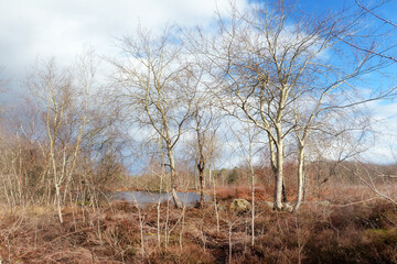 Stormy sky on  Coquibus ponds. Fontainebleau forest