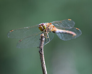 dragonfly close up