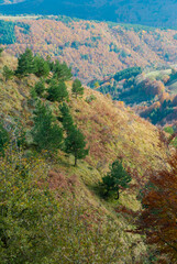 Fototapeta premium Wooded landscape of reds, oranges and green forests