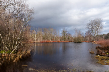 Naklejka na ściany i meble Stormy sky on Coquibus ponds. Fontainebleau forest
