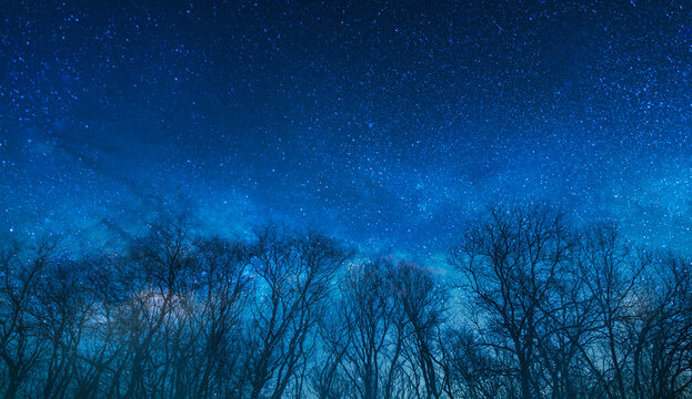 night stars sky and forest