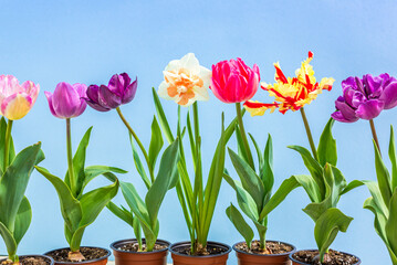 colorful tulips flowers spring background