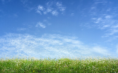 spring green grass meadow with flowers