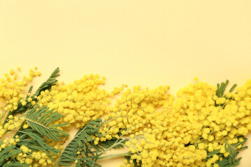Beautiful mimosa branches on yellow background