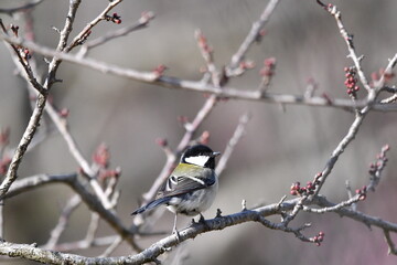 梅のつぼみとシジュウカラ