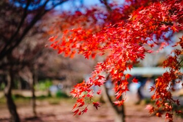 red maple leaves