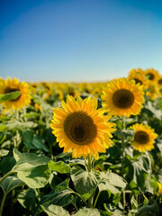 Large yellow sunflowers bloomed on a farm field in summer. The agricultural industry, production of sunflower oil, honey. Healthy ecology organic farming, nature background.