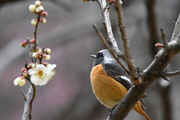 梅の花とジョウビタキ
