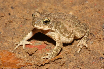Duttaphrynus stomaticus - Indian marbled toad, Punjab toad, Indus Valley toad, or marbled toad in a natural habitat