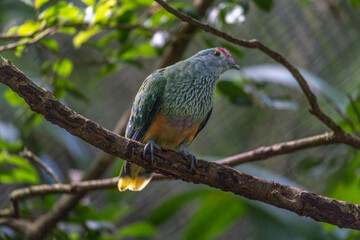 Front view of rose-crowned Fruit-dove, Ptilinopus regina, also known as pink-capped or Swainson's fruit-dove, beautifully multi colored, perched on a tree branch.