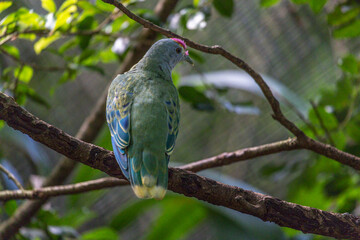 Rose-crowned Fruit-dove, Ptilinopus regina, also known as pink-capped or Swainson's fruit-dove, beautifully multi colored, perched on a tree branch, seen from the back.