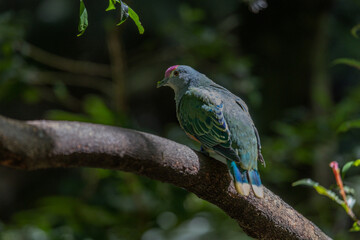 Rose-crowned Fruit-dove, Ptilinopus regina, also known as pink-capped or Swainson's fruit-dove, beautifully multi colored, perched on a tree branch in a sunny day, back to the camera.