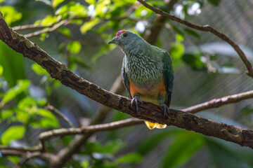 Front view of rose-crowned Fruit-dove, Ptilinopus regina, also known as pink-capped or Swainson's fruit-dove, beautifully multi colored, perched on a tree branch in a sunny day and looking at camera.