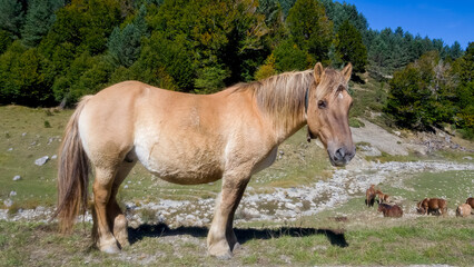 Hermoso caballo en un verde prado en el Valle de Ansó, Huesca.
