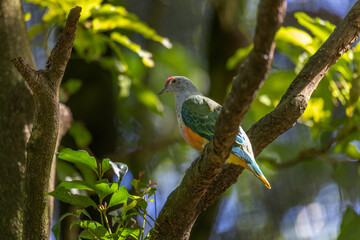 Rose-crowned Fruit-dove, Ptilinopus regina, also known as pink-capped or Swainson's fruit-dove, perched on a tree branch in a sunny day, enjoying a bit of shade on its head.